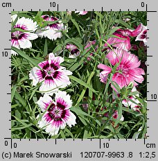 Dianthus chinensis (goździk chiński)