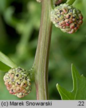 Blitum virgatum (komosa rózgowa)