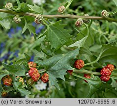 Blitum virgatum (komosa rózgowa)