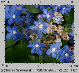 Anchusa capensis (farbownik przylądkowy)