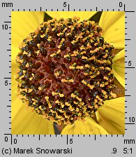 Coreopsis tinctoria (nachyłek barwierski)