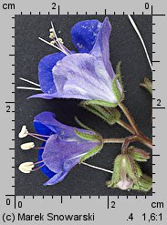 Phacelia campanularia (facelia dzwonkowata)