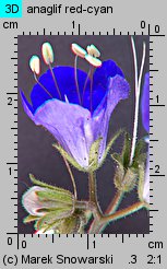 Phacelia campanularia (facelia dzwonkowata)