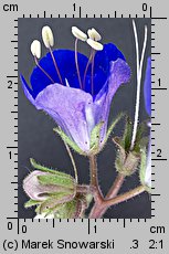 Phacelia campanularia (facelia dzwonkowata)