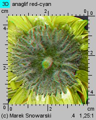 Venidium fastuosum (wenidium wspaniałe)