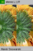 Venidium fastuosum (wenidium wspaniałe)