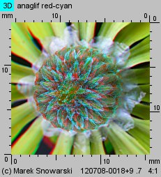 Ursinia anethoides (ursynia koprolistna)