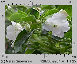 Impatiens walleriana (niecierpek Wallera)