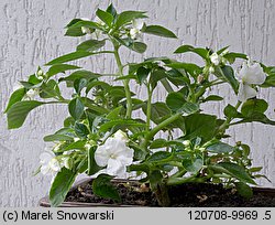 Impatiens walleriana (niecierpek Wallera)