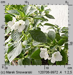 Impatiens walleriana (niecierpek Wallera)