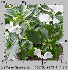 Impatiens walleriana (niecierpek Wallera)