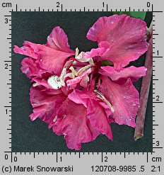 Clarkia unguiculata (dzierotka wytworna)