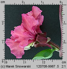 Clarkia unguiculata (dzierotka wytworna)