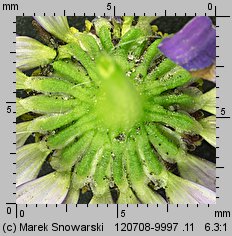 Brachyscome iberidifolia (czubatka ubiorkolistna)