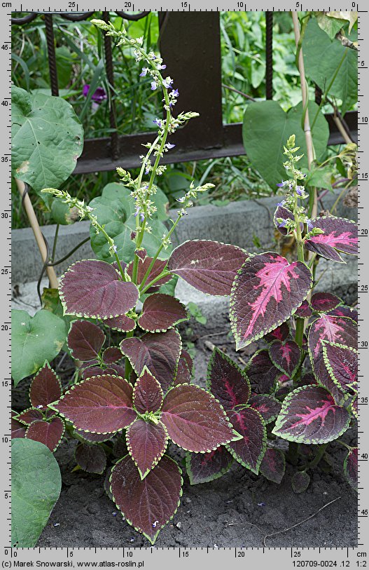 Solenostemon scutellarioides (koleus Blumego)