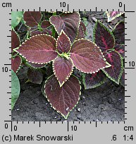 Solenostemon scutellarioides (koleus Blumego)