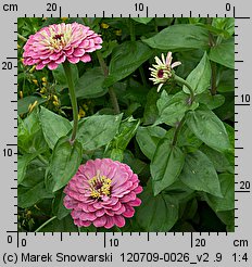 Zinnia elegans (cynia wytworna)