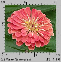 Zinnia elegans (cynia wytworna)