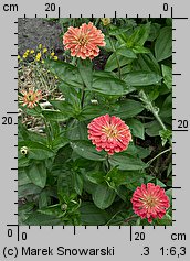 Zinnia elegans (cynia wytworna)