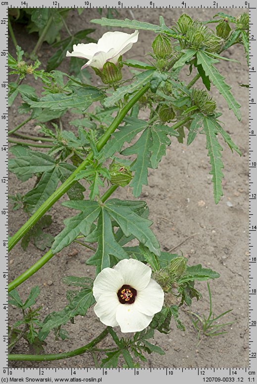 Hibiscus trionum (ketmia południowa)