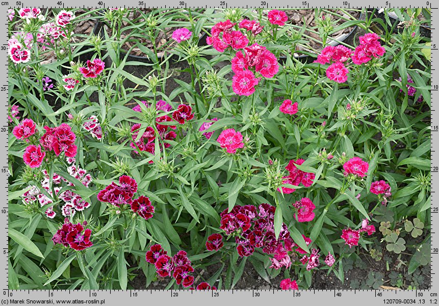 Dianthus chinensis (goździk chiński)