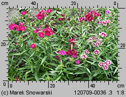 Dianthus chinensis (goździk chiński)