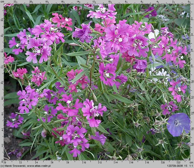 Clarkia elegans (dzierotka nadobna)