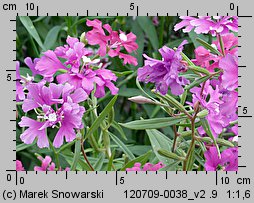 Clarkia elegans (dzierotka nadobna)