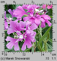 Clarkia elegans (dzierotka nadobna)