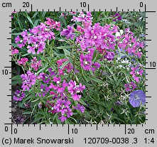 Clarkia elegans (dzierotka nadobna)