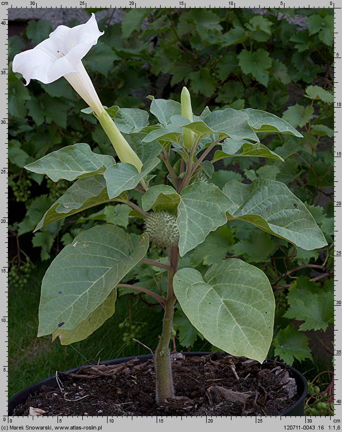 Datura metel (bieluń surmikwiat)