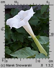 Datura metel (bieluń surmikwiat)