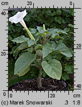 Datura metel (bieluń surmikwiat)