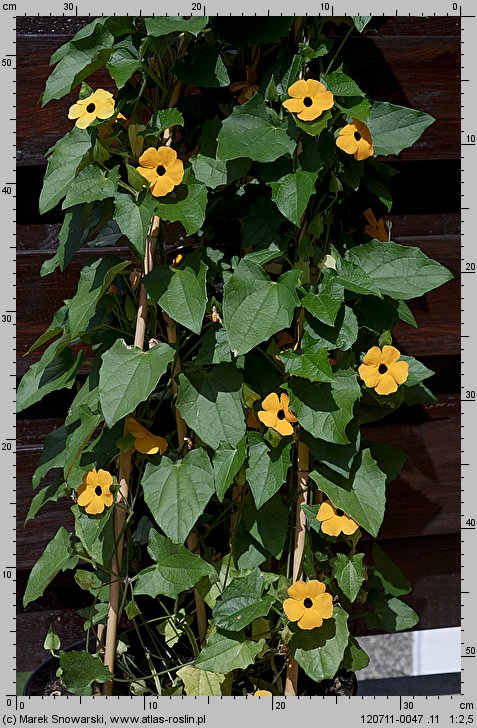 Thunbergia alata (tunbergia oskrzydlona)