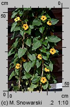 Thunbergia alata (tunbergia oskrzydlona)