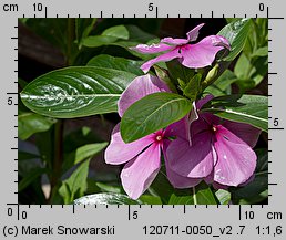 Catharanthus roseus (barwinek różowy)