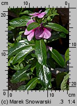 Catharanthus roseus (barwinek różowy)