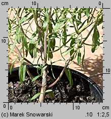 Satureja hortensis (cząber ogrodowy)