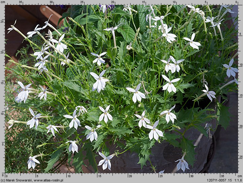 Isotoma axillaris (laurencja)