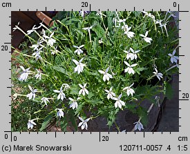 Isotoma axillaris (laurencja)