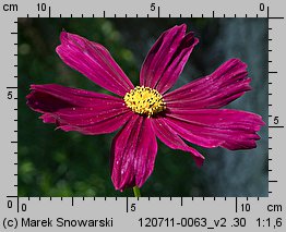 Cosmos bipinnatus (kosmos pierzasty)