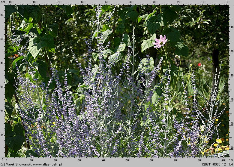 Salvia abrotanoides (perowskia bylicowata)