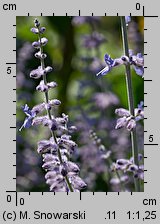 Salvia abrotanoides (perowskia bylicowata)