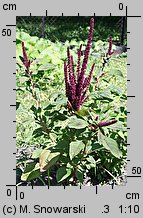 Amaranthus cruentus (szarłat wyniosły)