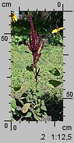 Amaranthus cruentus (szarłat wyniosły)