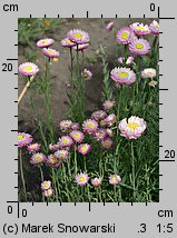 Rhodanthe chlorocephala ssp. rosea (suchlin różowy)