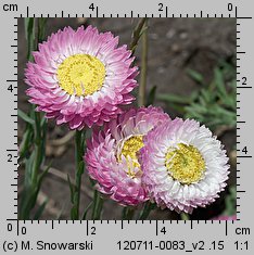 Rhodanthe chlorocephala ssp. rosea (suchlin różowy)