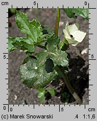 Hibiscus esculentus (ketmia jadalna)