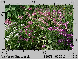 Phlox drummondii (floks Drummonda)