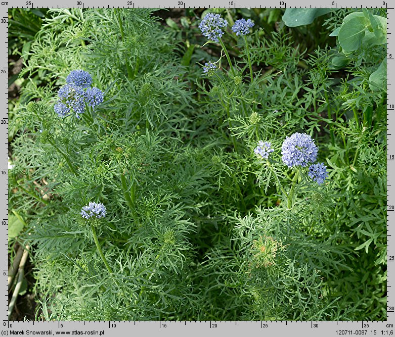 Gilia capitata (gilia główkowa)